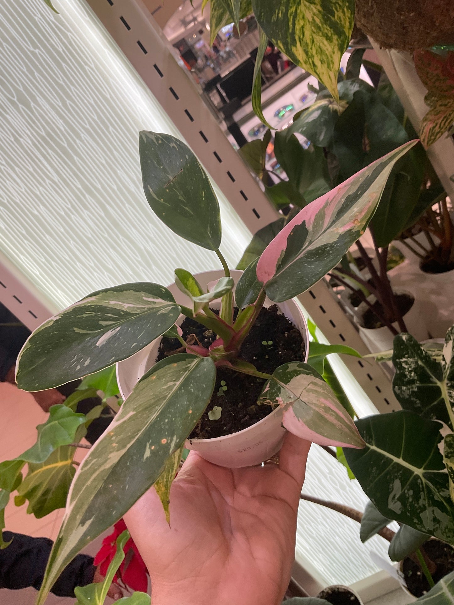 Philodendron Tricolor White Princess