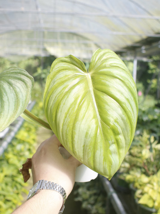 Pastazanum Silver Philodendron