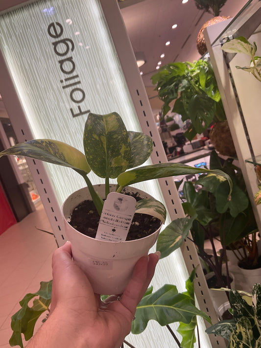 Philodendron Green Congo Constellation