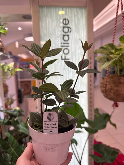 Peperomia Parallel