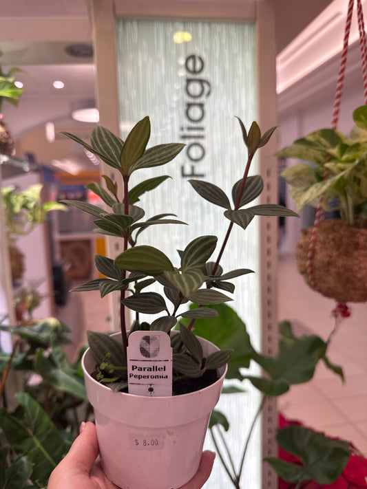 Peperomia Parallel