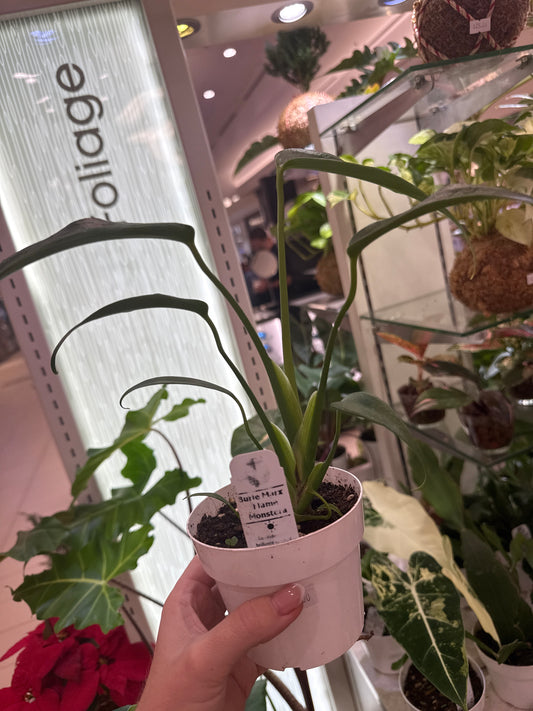 Monstera Burle Marx Flame