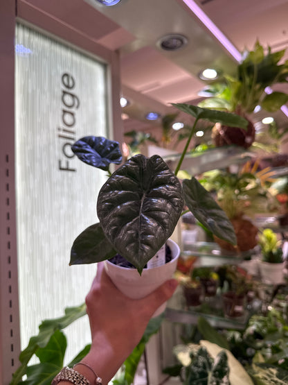 Alocasia Sinuata ‘Quilted Dream’