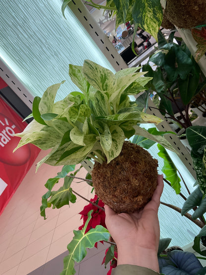 Pothos Marble Queen