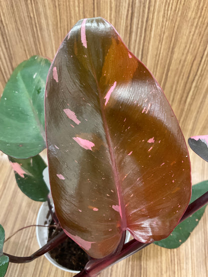 Philodendron Pink Princess