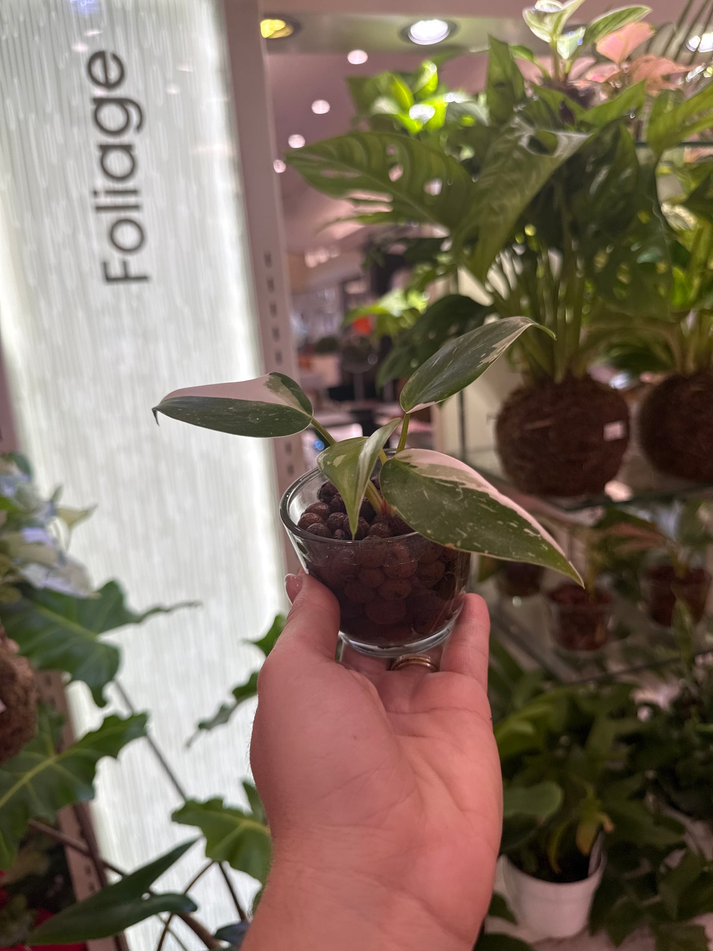 Philodendron White Princess