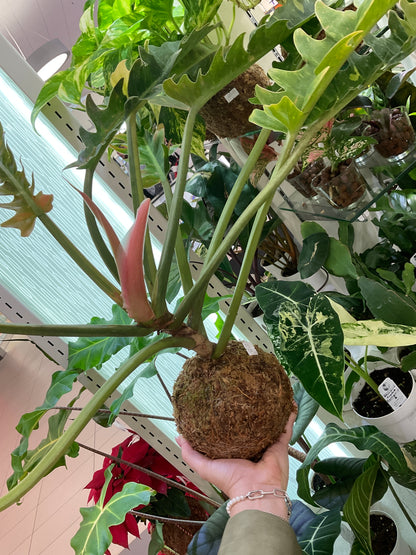 Philodendron Ring of Fire