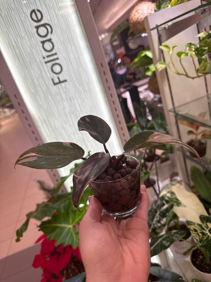 Philodendron Pink Princess