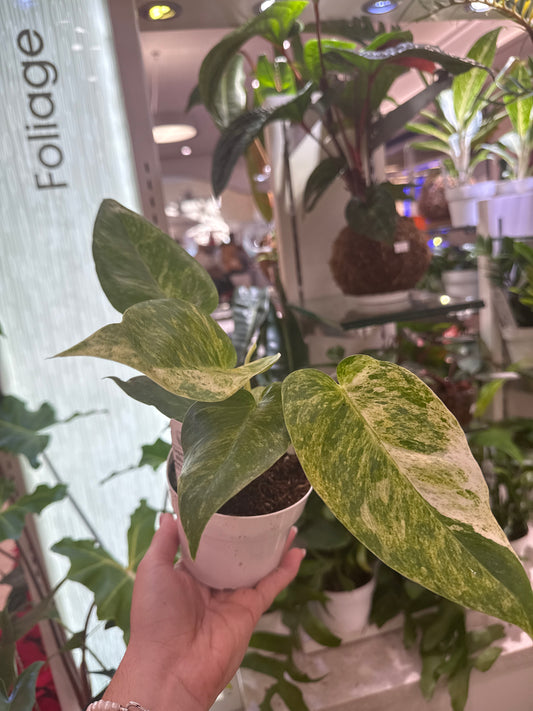 Philodendron Giganteum Blizzard