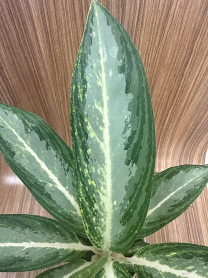 Aglaonema White Rain