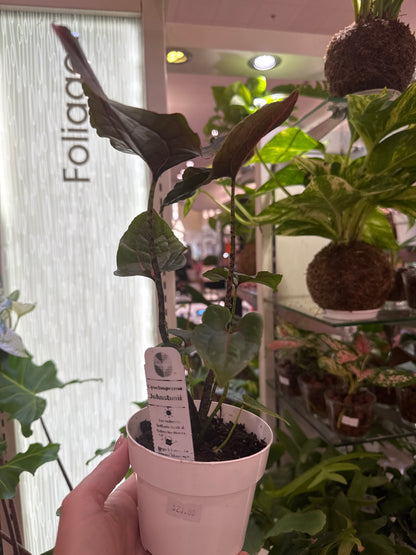 Cyrtospherma Johnstonii