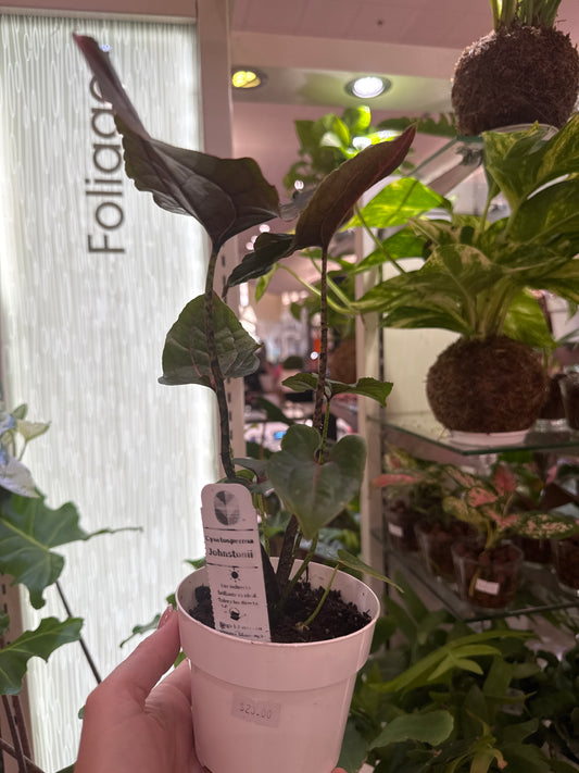 Cyrtospherma Johnstonii