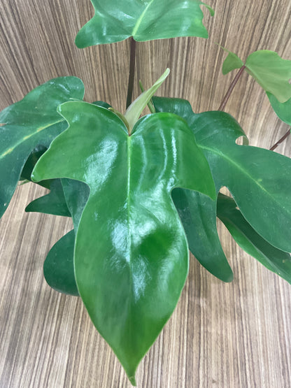 Philodendron Florida Beauty