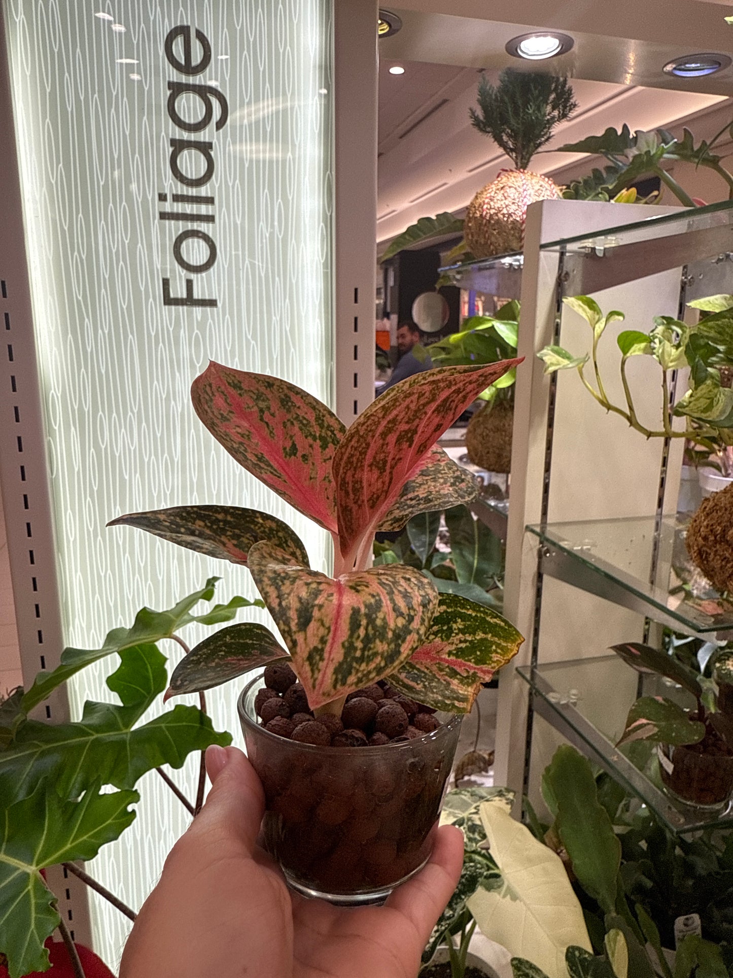 Aglaonema Golden Powder