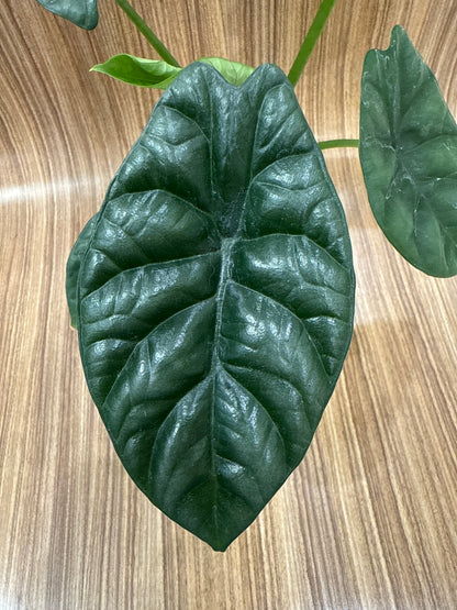 Alocasia Sinuata ‘Quilted Dream’