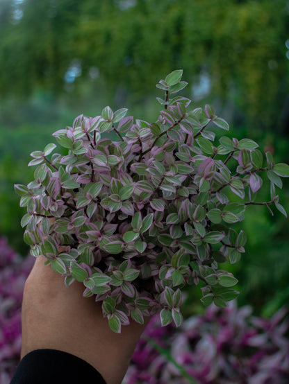 Pink Panther Tradescantia