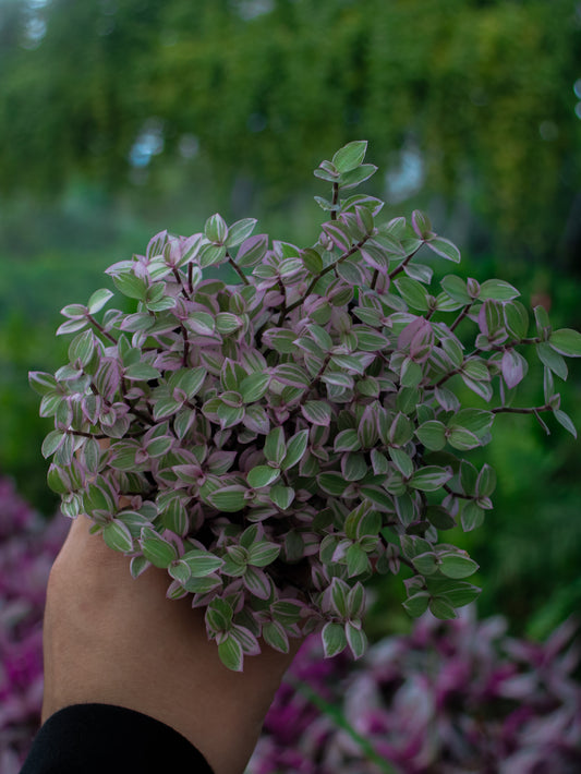 Pink Panther Tradescantia