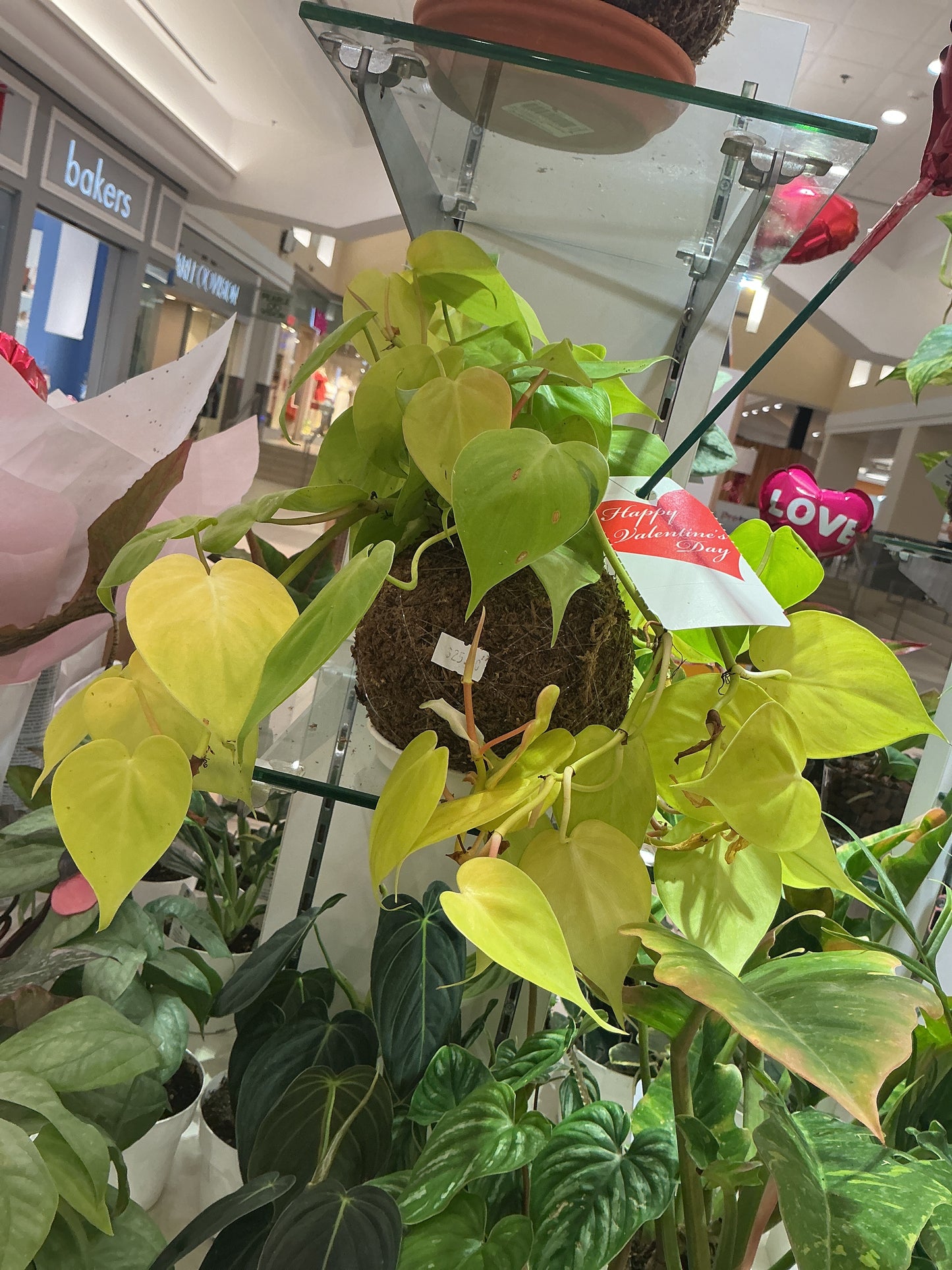 Philodendron Neon Heartleaf