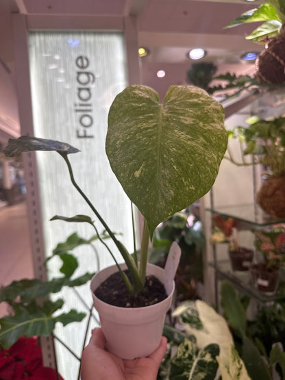 Monstera Mint Variegated