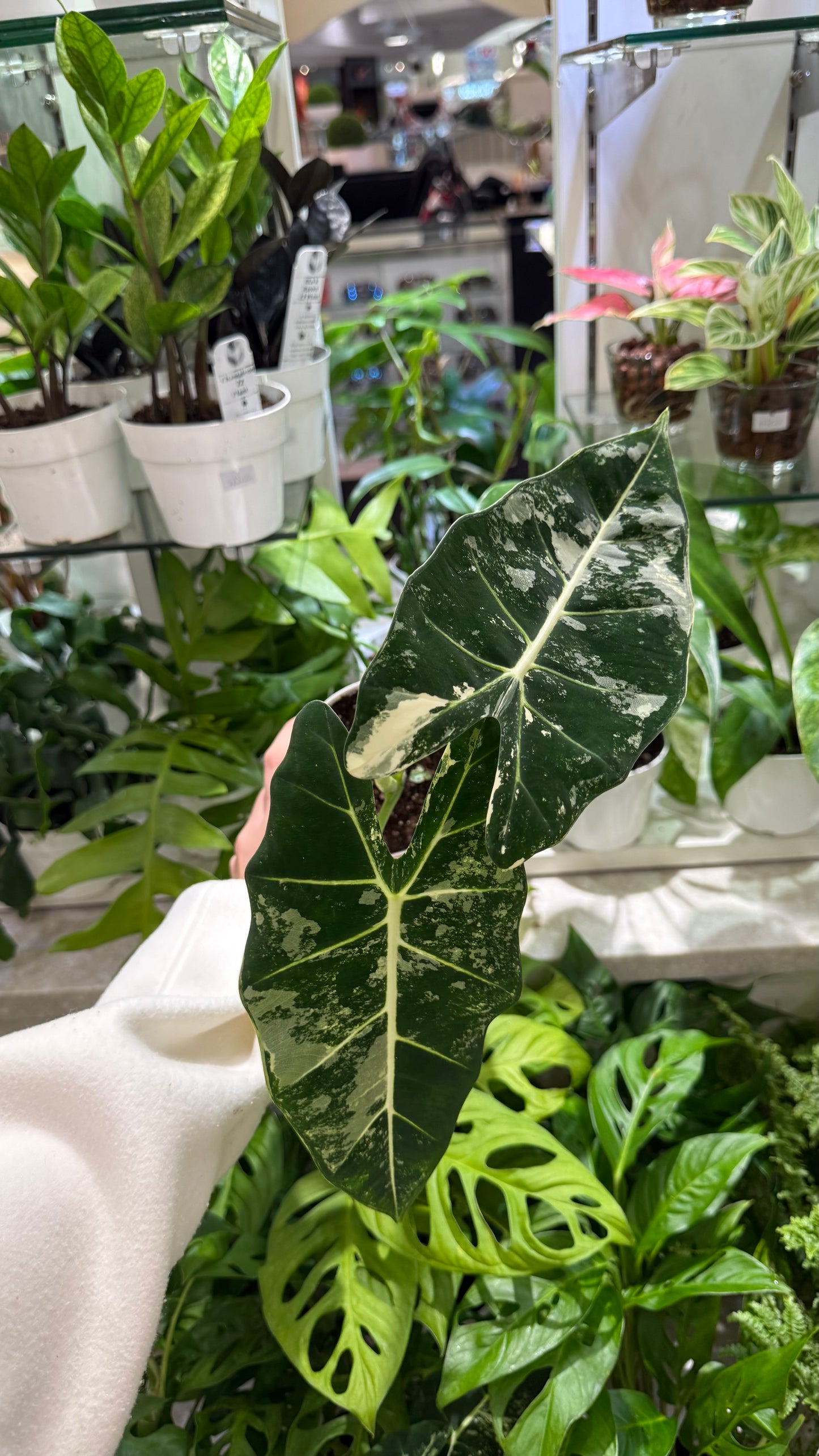 Alocasia Frydek Variegated