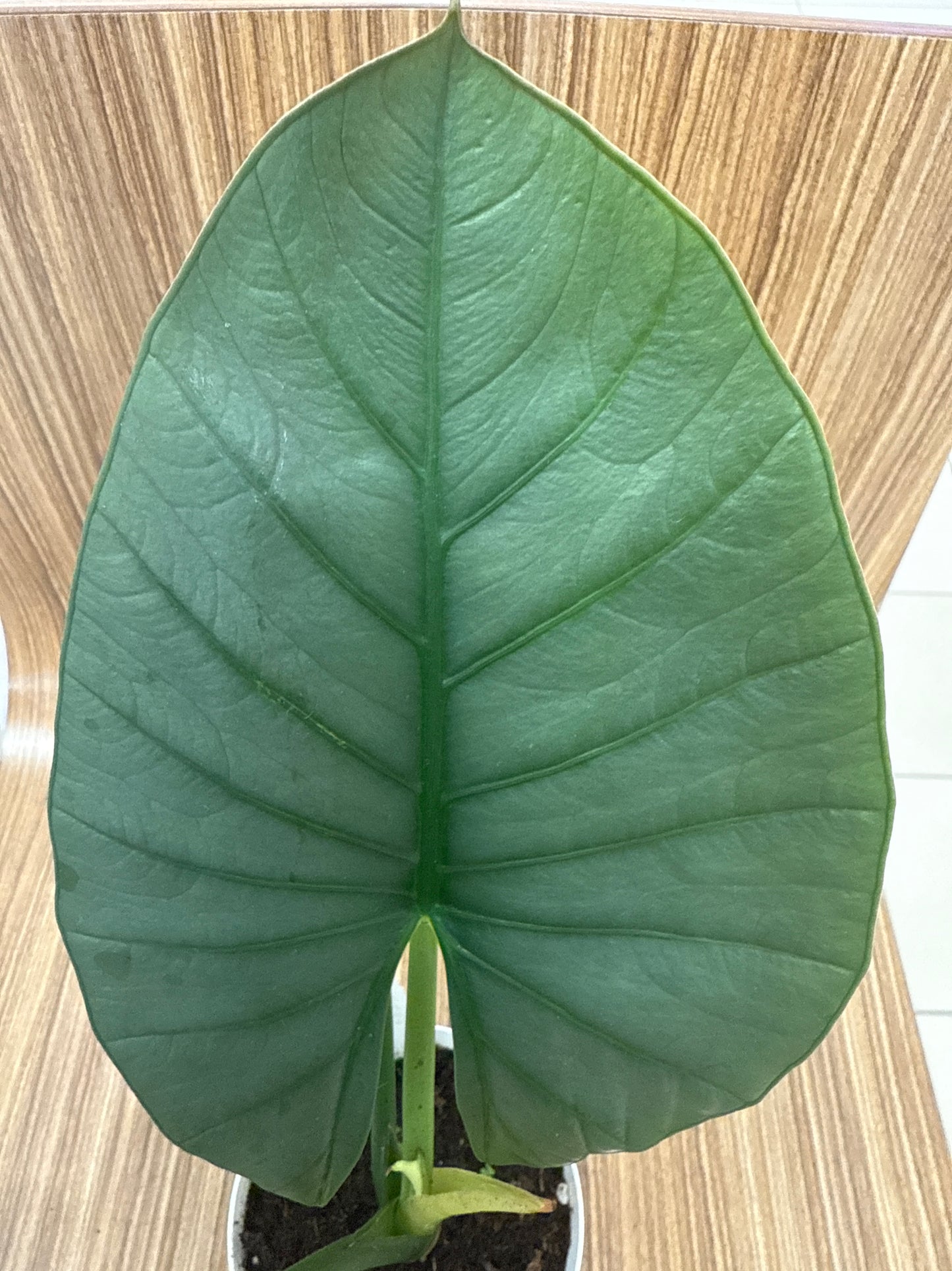 Alocasia Reginae