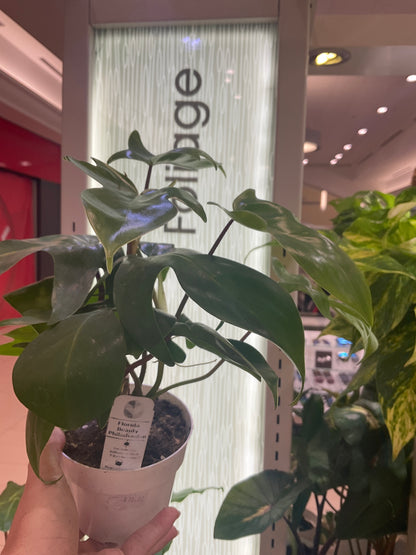 Philodendron Florida Beauty