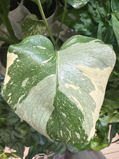 Monstera Thai Constellation