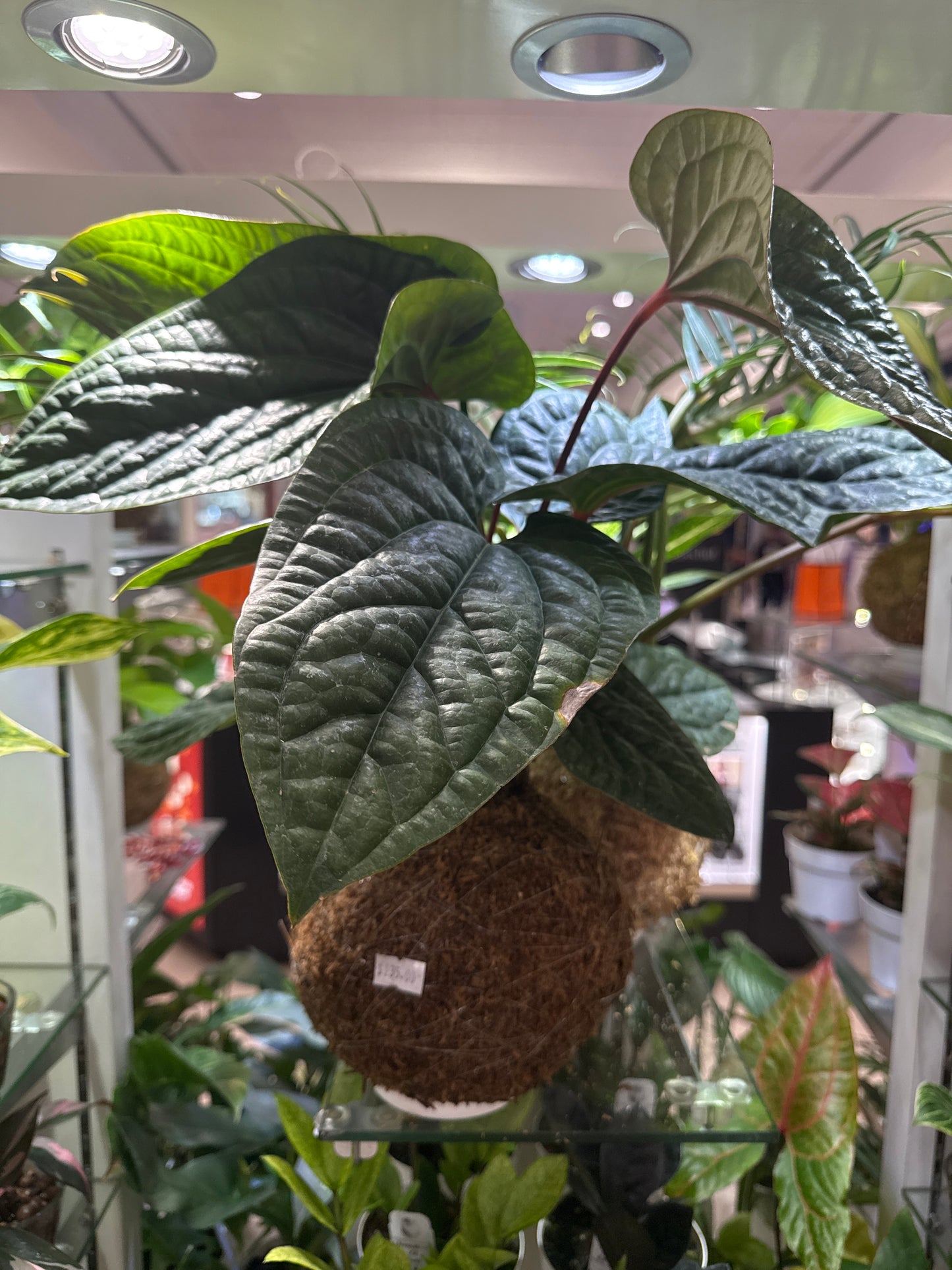 Anthurium Radican X Luxurians