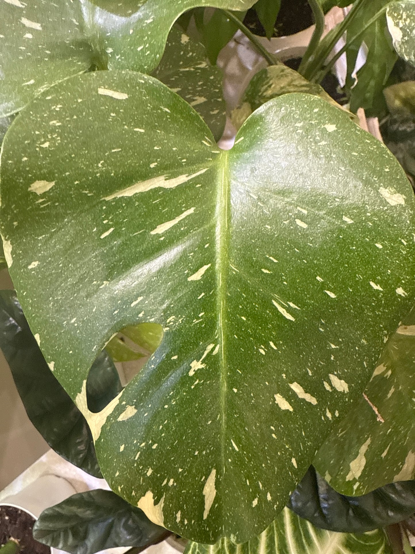 Monstera Thai Constellation