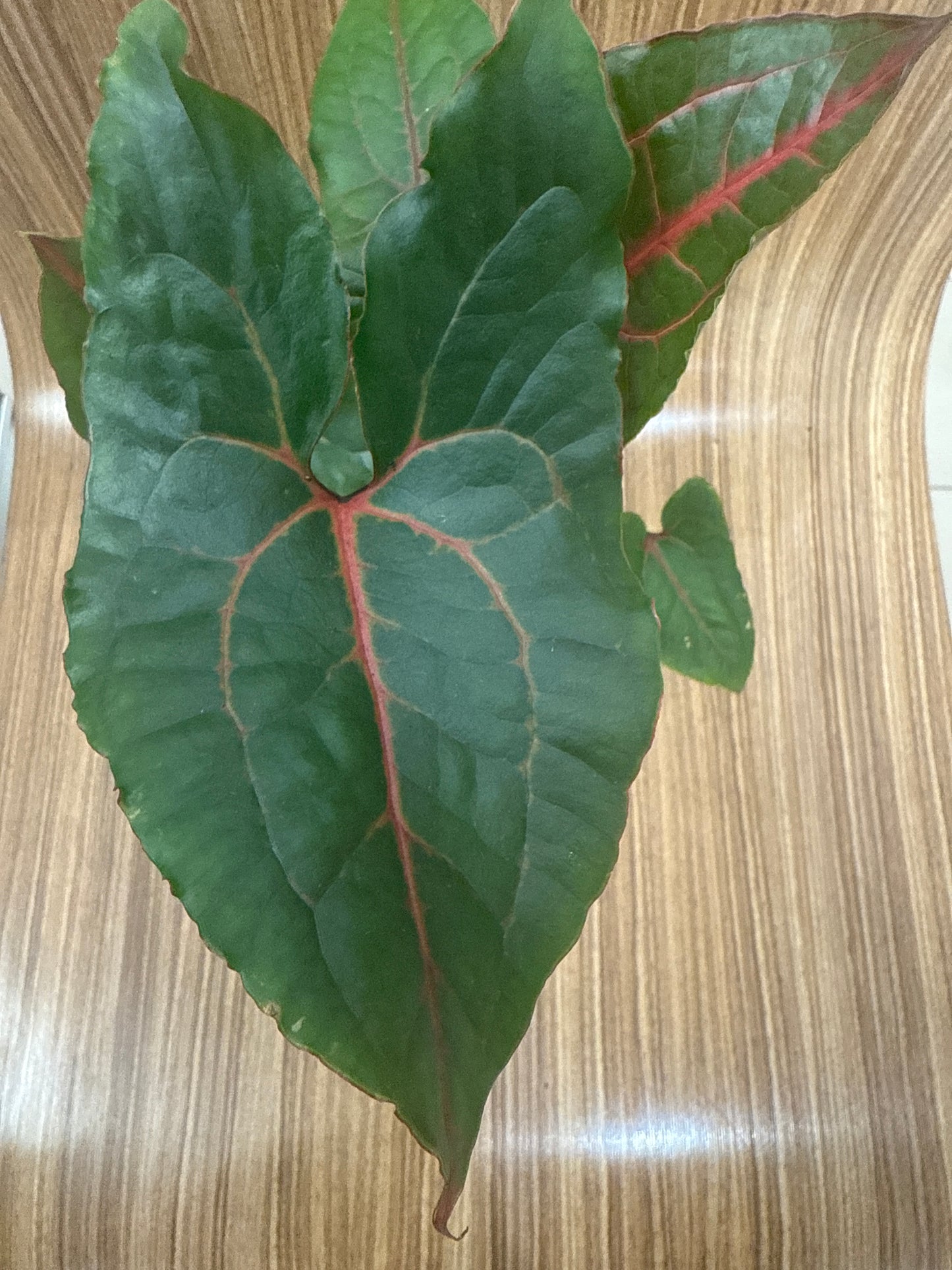 Cyrtospherma Johnstonii