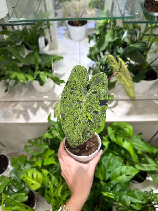Colocasia Mojito