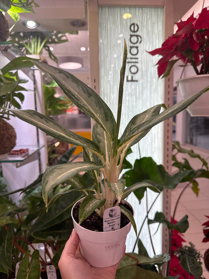 Aglaonema White Rain