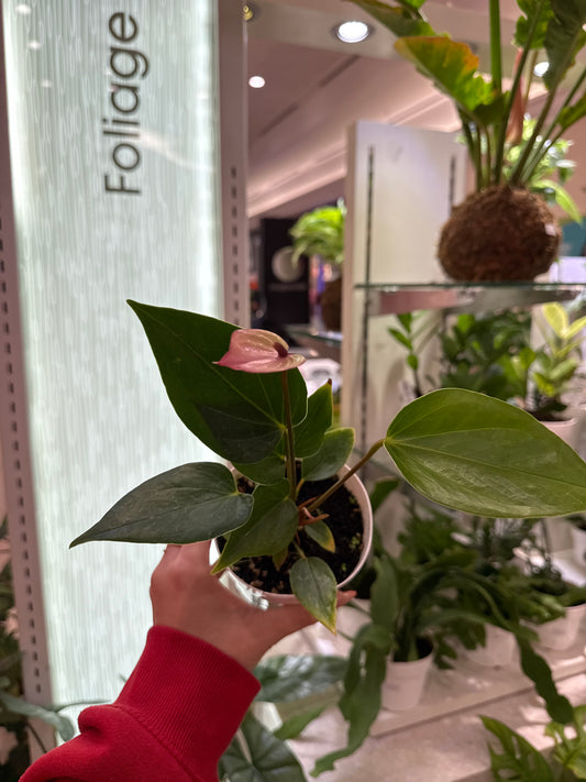 Anthurium Purple Nimbus