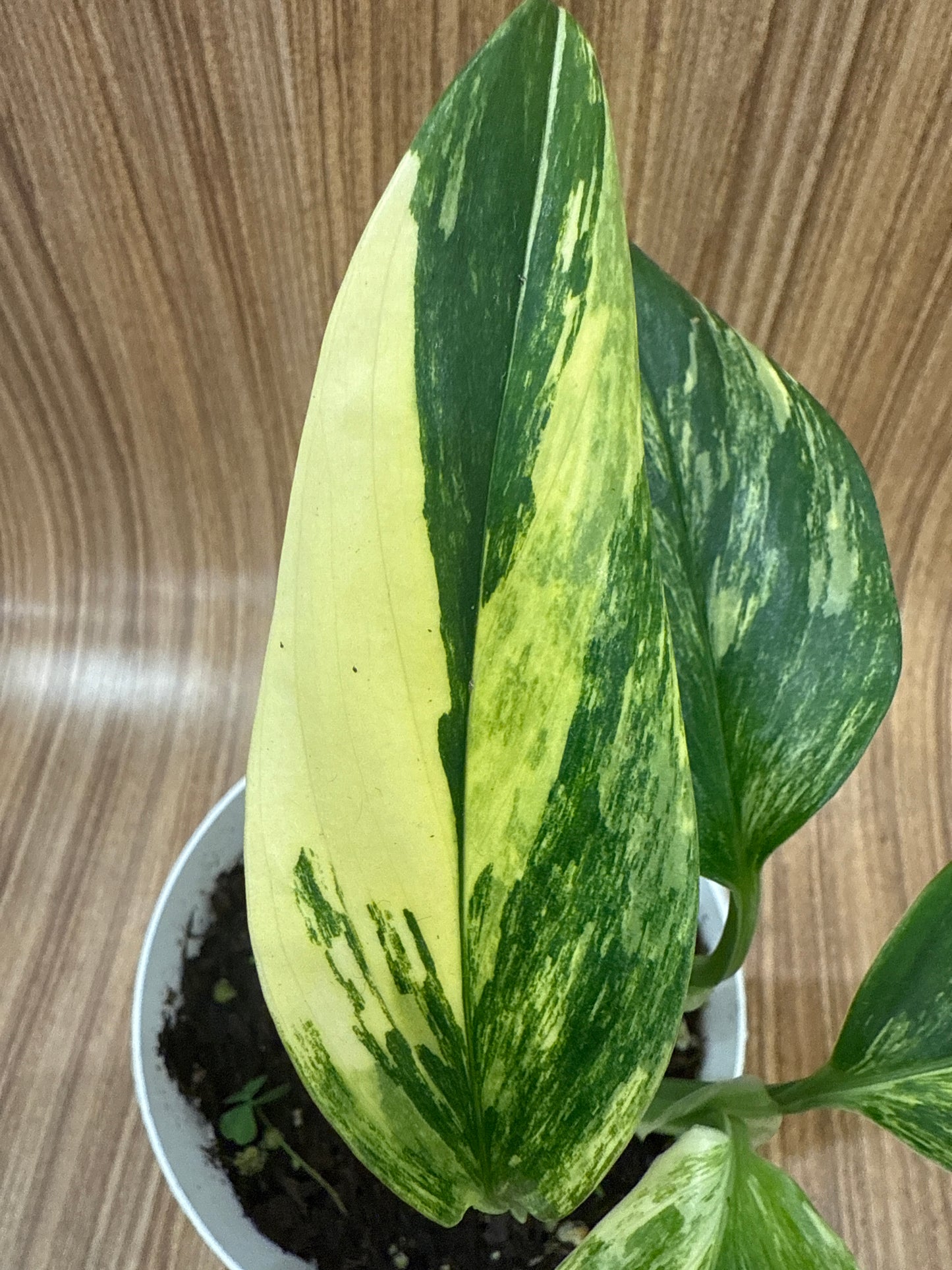 Monstera Standleyana Aurea Variegated