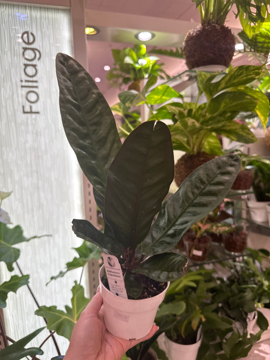 Anthurium Superbum