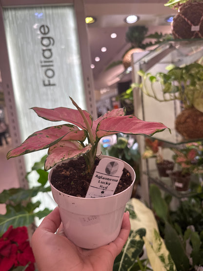 Aglaonema Lucky Red