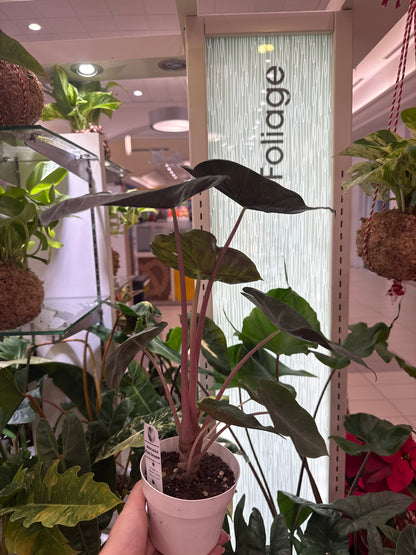 Alocasia Pink Dragon