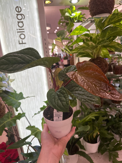 Anthurium Radican X Luxurians