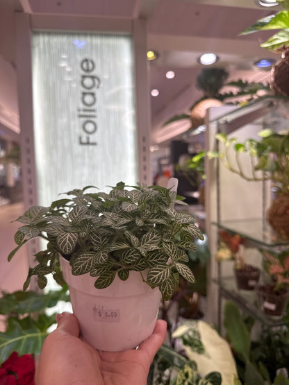 Fittonia White Nerve Plant