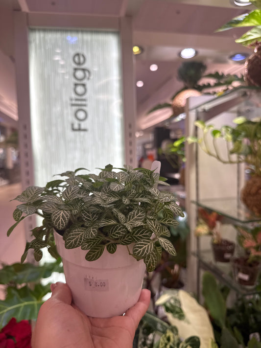 Fittonia White Nerve Plant