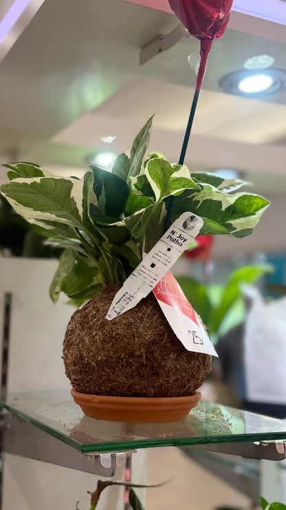 Pothos N' Joy