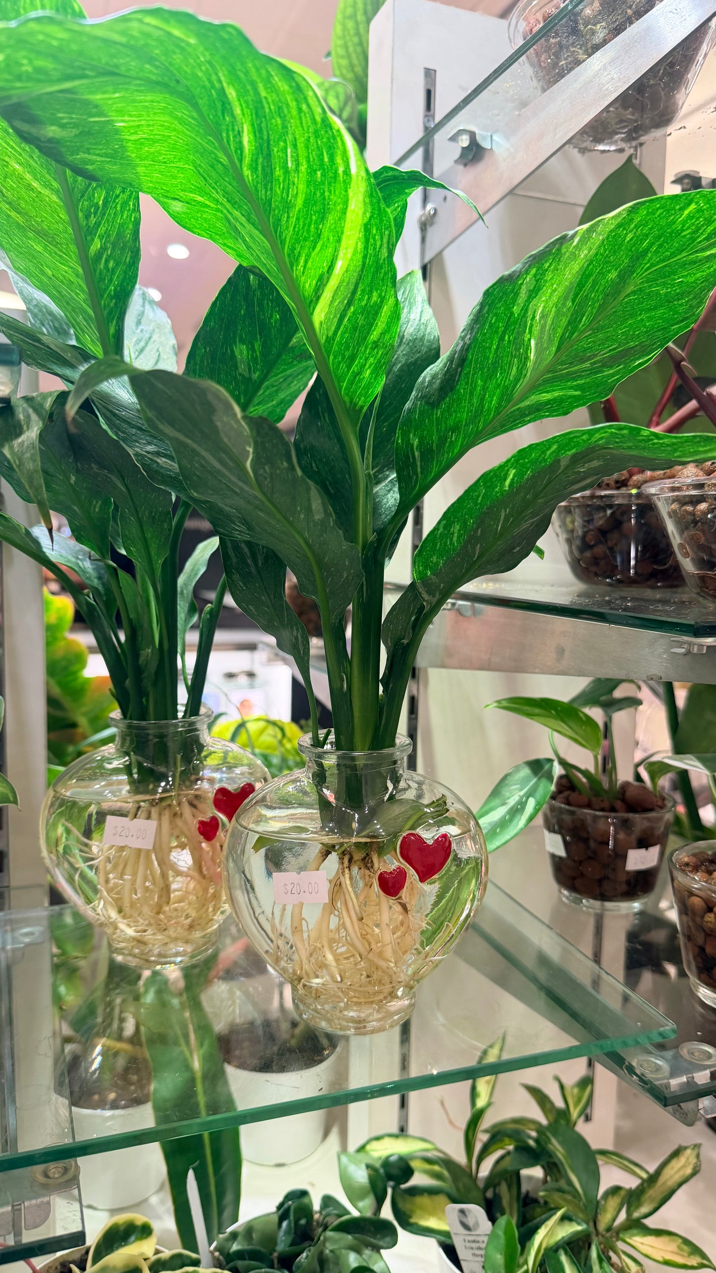 Spatifilium Variegata