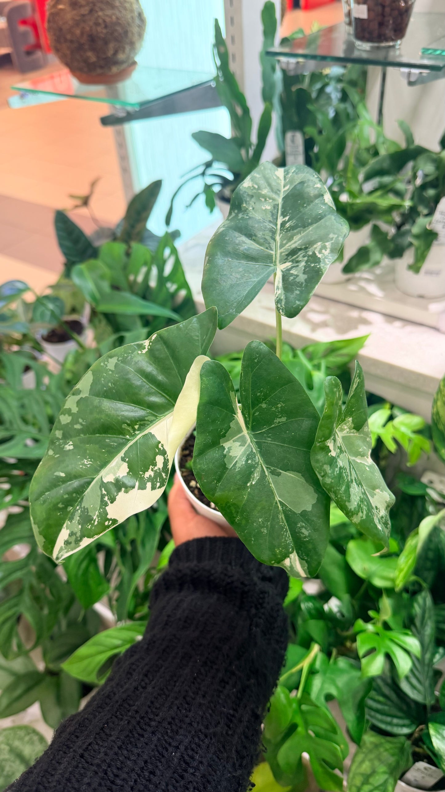 Alocasia Albo Macrorrhiza Variegada