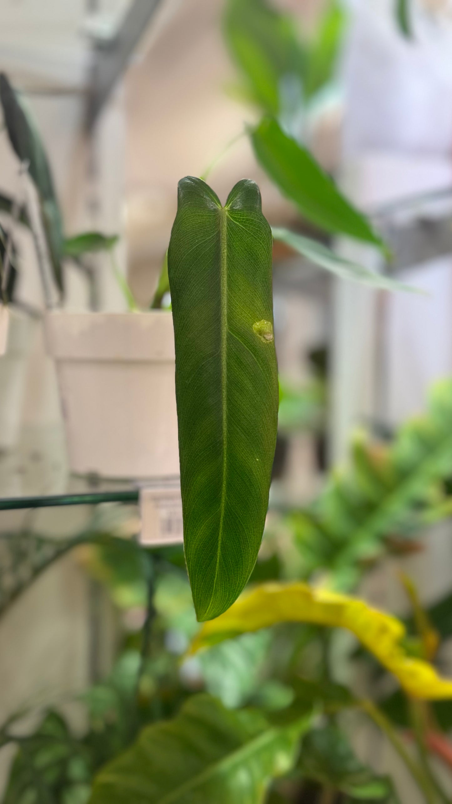 Philodendron Spiritus Sancti