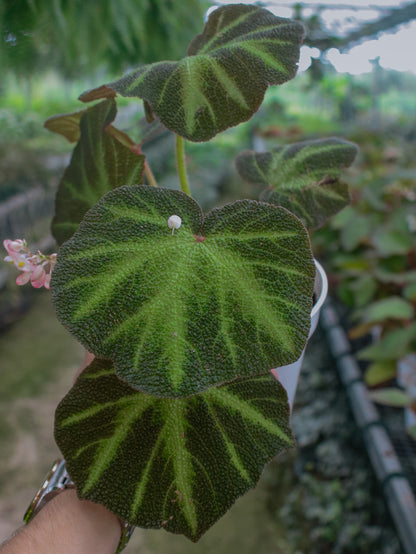 Soli-Mutata Begonia