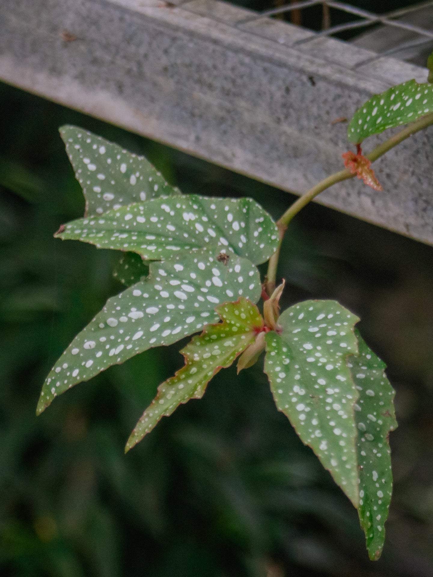 Begonia Little Miss Sherri Angel Wing