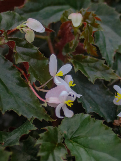 Concora Mini Angel Wing Begonia
