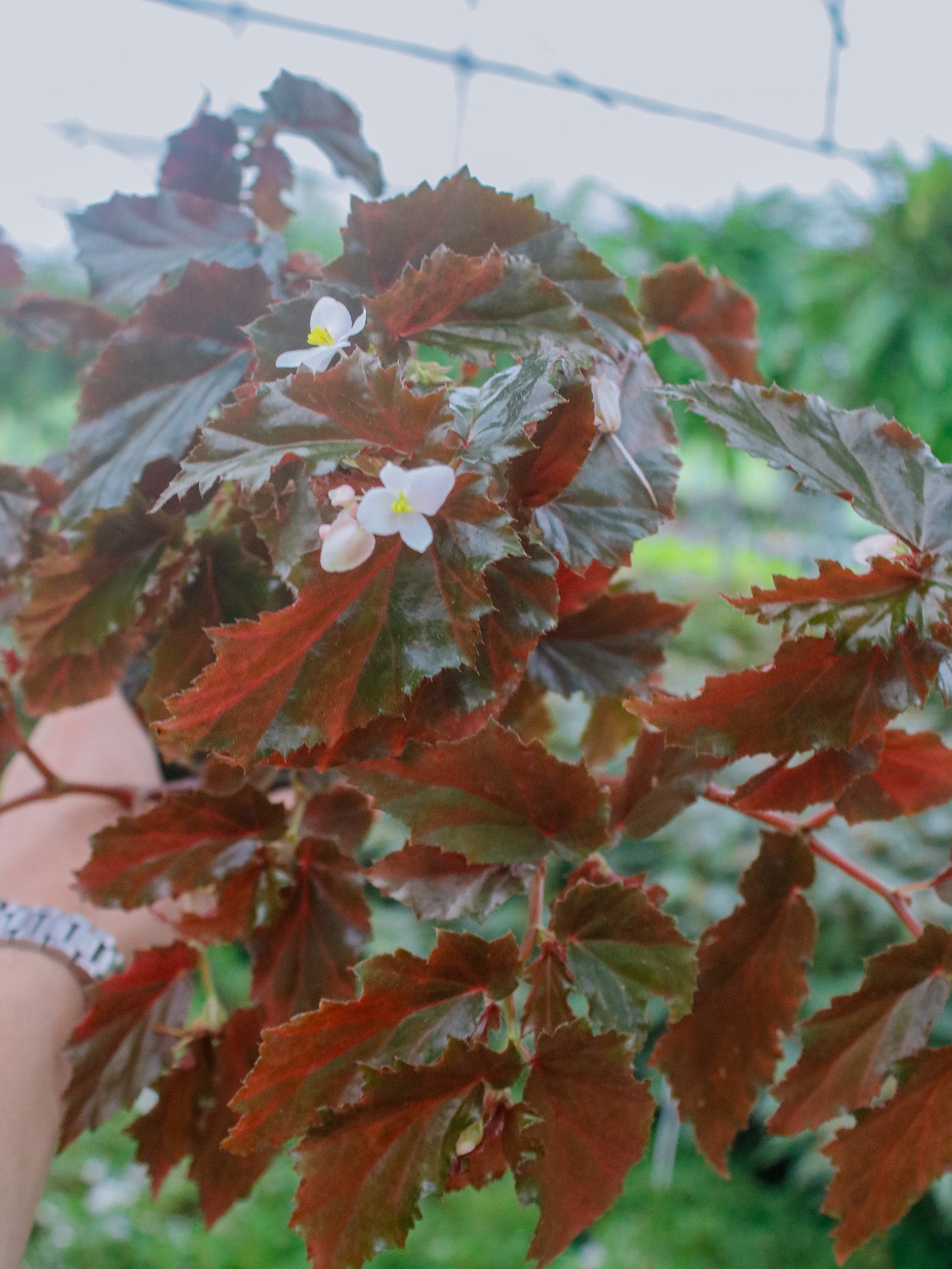 Concora Mini Angel Wing Begonia