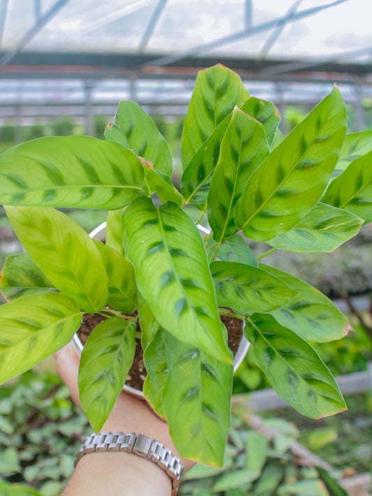 Calathea Leopardina