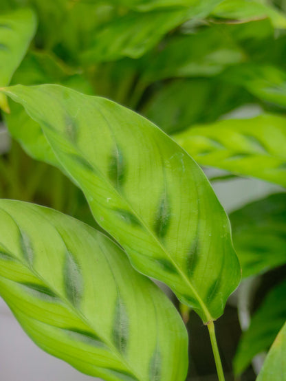 Calathea Leopardina